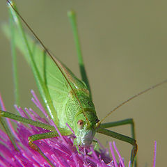 photo "GrassHopper"