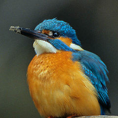photo "Kingfisher"