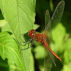 photo "Dragonfly"