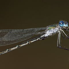 photo "The easy helicopter-scout, or blue dragonfly"