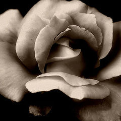 photo "Antique Rose"