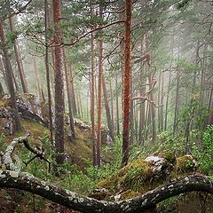 photo "Ural Forest"