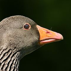 photo "Wild Goose"