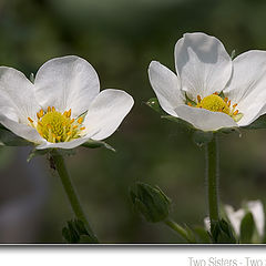 photo "Two sisters - two strawberries"