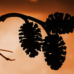 photo "Abstract macro with alder cones"