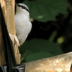 photo "Bait for birds."