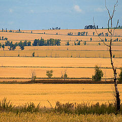 photo "Running tracks"