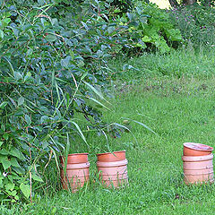 photo "Chrysanthemums in a garden have faded for a long t"