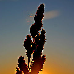 фото "Sunset in the gras"
