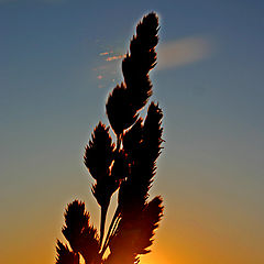 photo "Sunset in the gras"