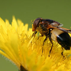 photo "DustBug"