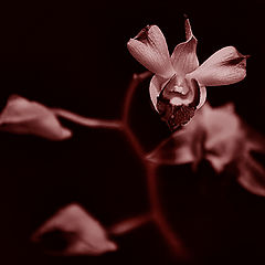 photo "The Orchid"