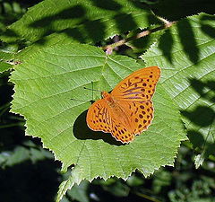 photo "Timber mother-of-pearl"