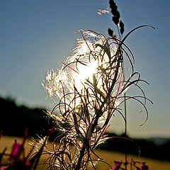photo "The veil of nature"