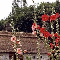 photo "the Summer Flower Sequence"