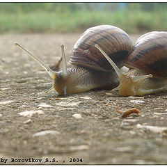 photo "two snails"