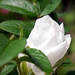 photo "White dogrose"