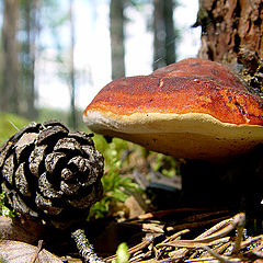 photo "Forest still-life"