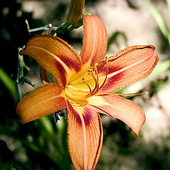 photo "Lily in the summer"