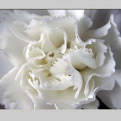 photo "little white carnation"