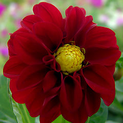 фото "Red Passion"