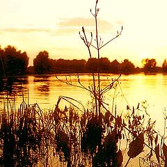 photo "River, Sunset, Plants"