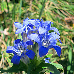 photo "Bouquet"