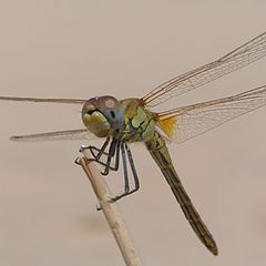 фото "dragonfly"