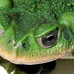 photo "The ugly"