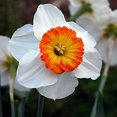 photo "Narcissus"