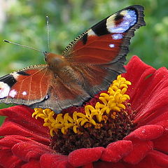 photo "the butterfly"