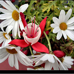 фото "This is my favoritt flower."