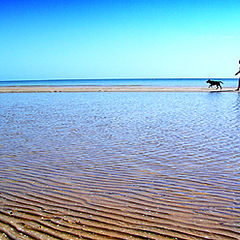 photo "walking the dog"
