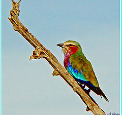 photo "Rainbow Bird"