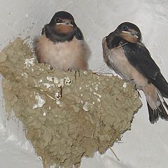 photo "Bird`s family"