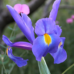 photo "Iris"