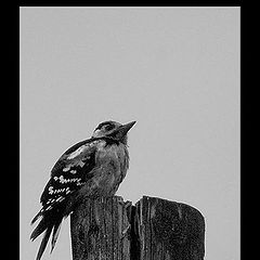 photo "Woodpecker"
