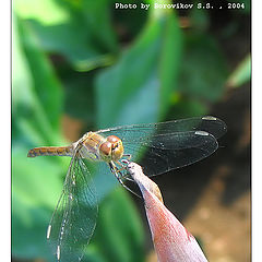 photo "dragonfly, look like Homer Simpson :)"