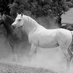 photo ""Happy Horses""