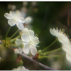 photo "Cherry Blossom"