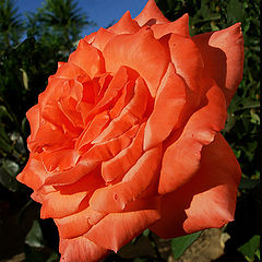 фото "Leafed Rose"