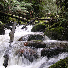 photo "noojee forest"