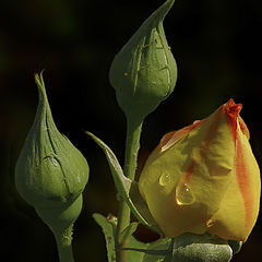 photo "Tears for BESLAN"