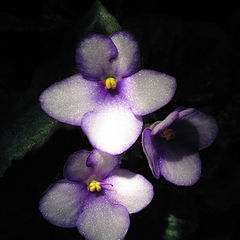 photo "I love violets"