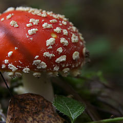 photo "Such here mushrooms"