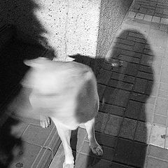 фото "me+dog+shadow"