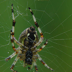 photo "In the net"