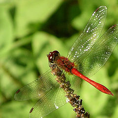 photo "Dragonfly - 2"