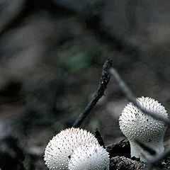 photo "Mine`s of the forrest"