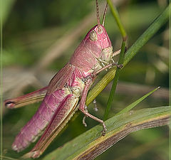 photo ""... And pink it was ""